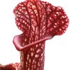 Sarracenia [(x moorei “Wilkerson white knight”) x leucophylla (L18 MK)] x (x ‘Metallized’), da seme, esemplari selezionati
