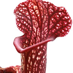 Sarracenia [(x moorei "Wilkerson white knight") x leucophylla (L18 MK)] x (x 'Metallized'), da seme, esemplari selezionati