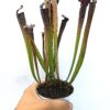 Sarracenia x areolata (“October hope” x “supercolor”), da seme, esemplari selezionati