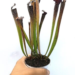 Sarracenia x areolata ("October hope" x "supercolor"), da seme, esemplari selezionati