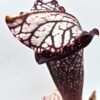 Sarracenia x areolata (“October hope” x “supercolor”), da seme, esemplari selezionati