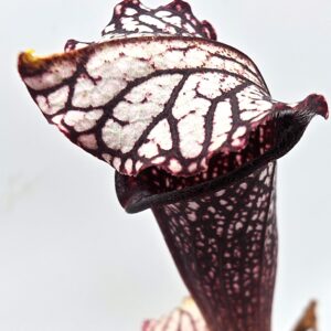 Sarracenia x areolata ("October hope" x "supercolor"), da seme, esemplari selezionati