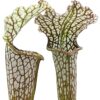 Sarracenia (x “camisole”) x leucophylla “black sheer”, da seme, esemplari selezionati