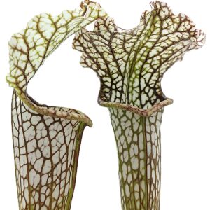 Sarracenia (x "camisole") x leucophylla "black sheer", da seme, esemplari selezionati
