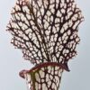 Sarracenia (x “camisole”) x leucophylla “black sheer”, da seme, esemplari selezionati