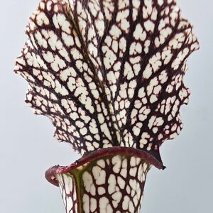 Sarracenia (x "camisole") x leucophylla "black sheer", da seme, esemplari selezionati