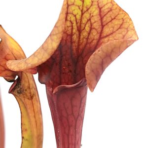 Sarracenia (x "glider") x (x "ASBO") - red, da seme, esemplari selezionati