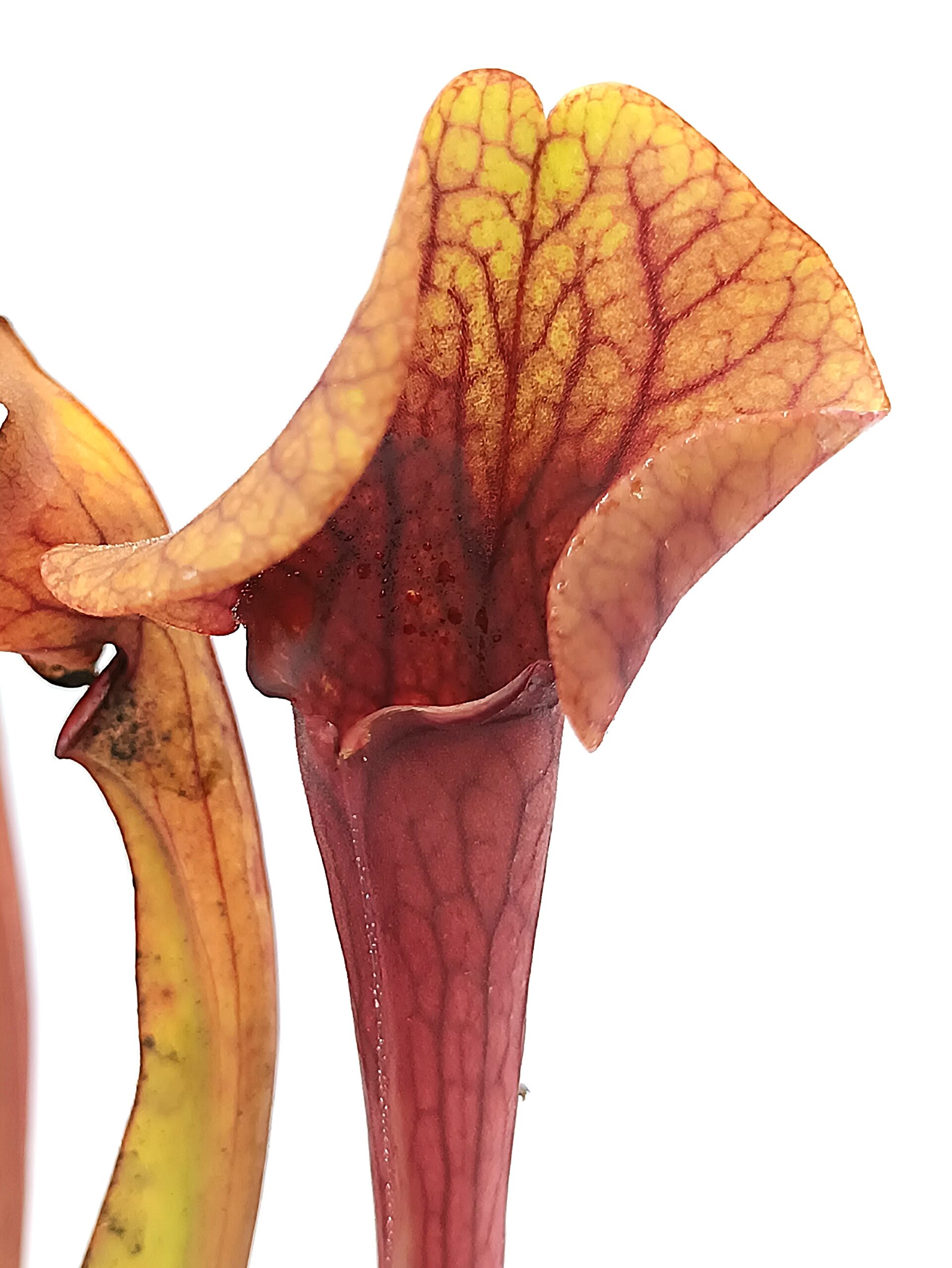 Sarracenia (x glider) x (x ASBO), red1