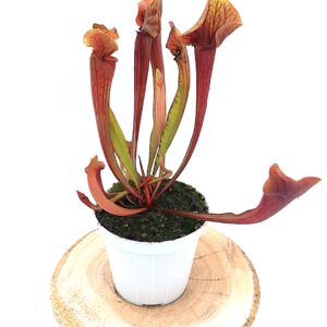 Sarracenia (x glider) x (x ASBO), red2
