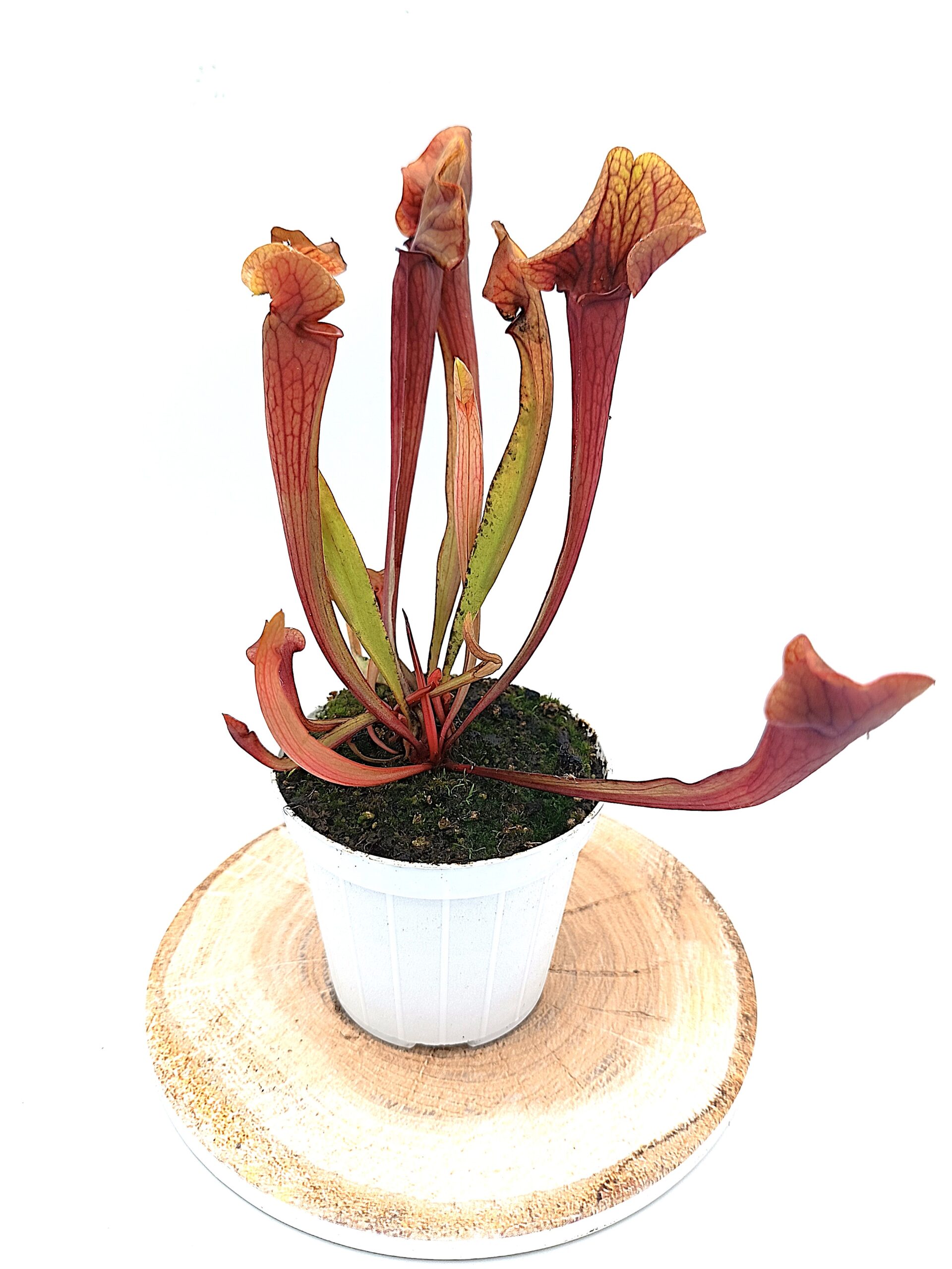 Sarracenia (x glider) x (x ASBO), red2