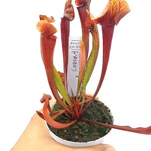 Sarracenia (x glider) x (x ASBO), red3