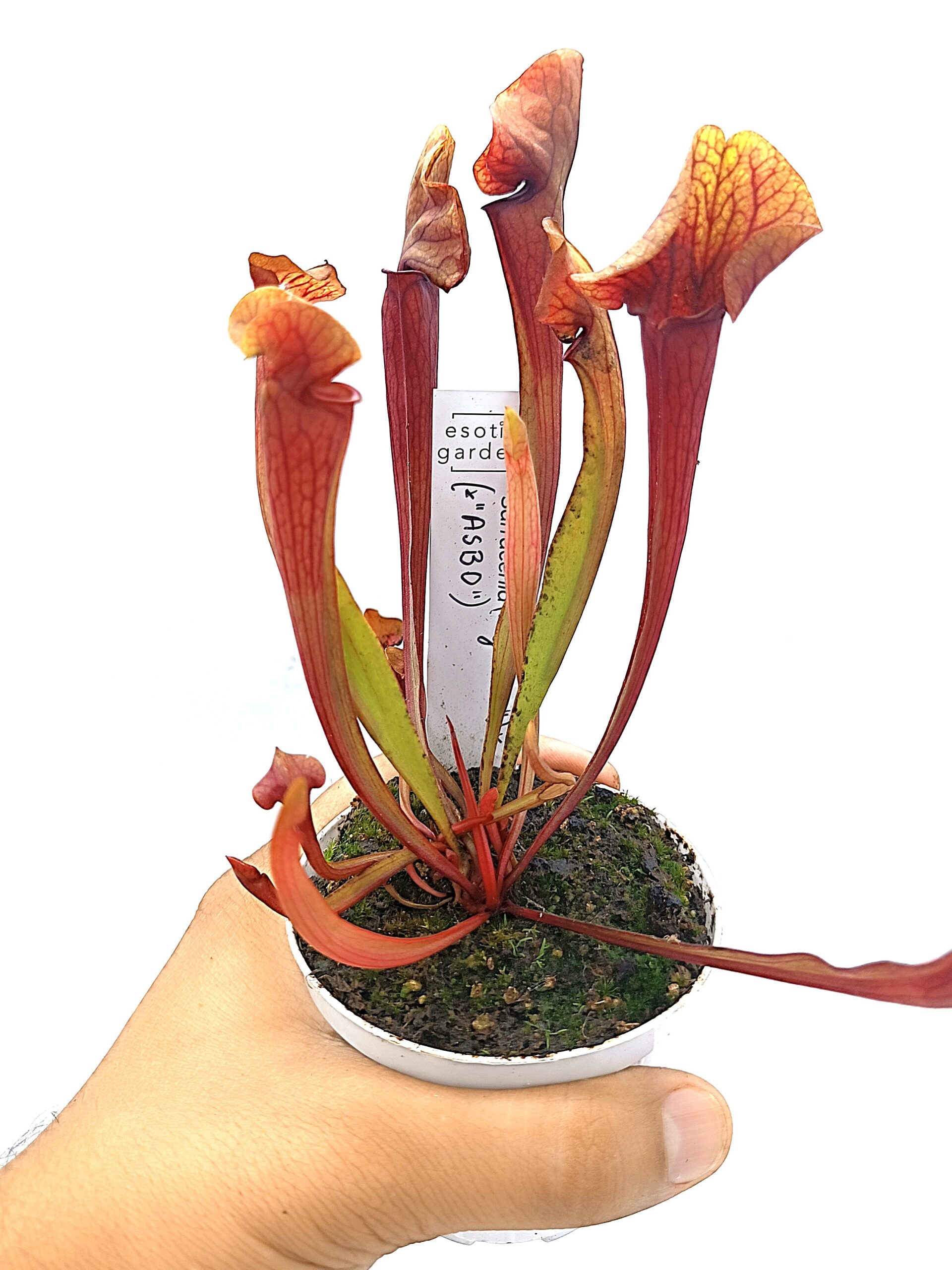 Sarracenia (x glider) x (x ASBO), red3