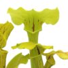 Sarracenia (x “glider”) x (x “ASBO”) – green, da seme, esemplari selezionati