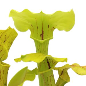 Sarracenia (x "glider") x (x "ASBO") - green, da seme, esemplari selezionati