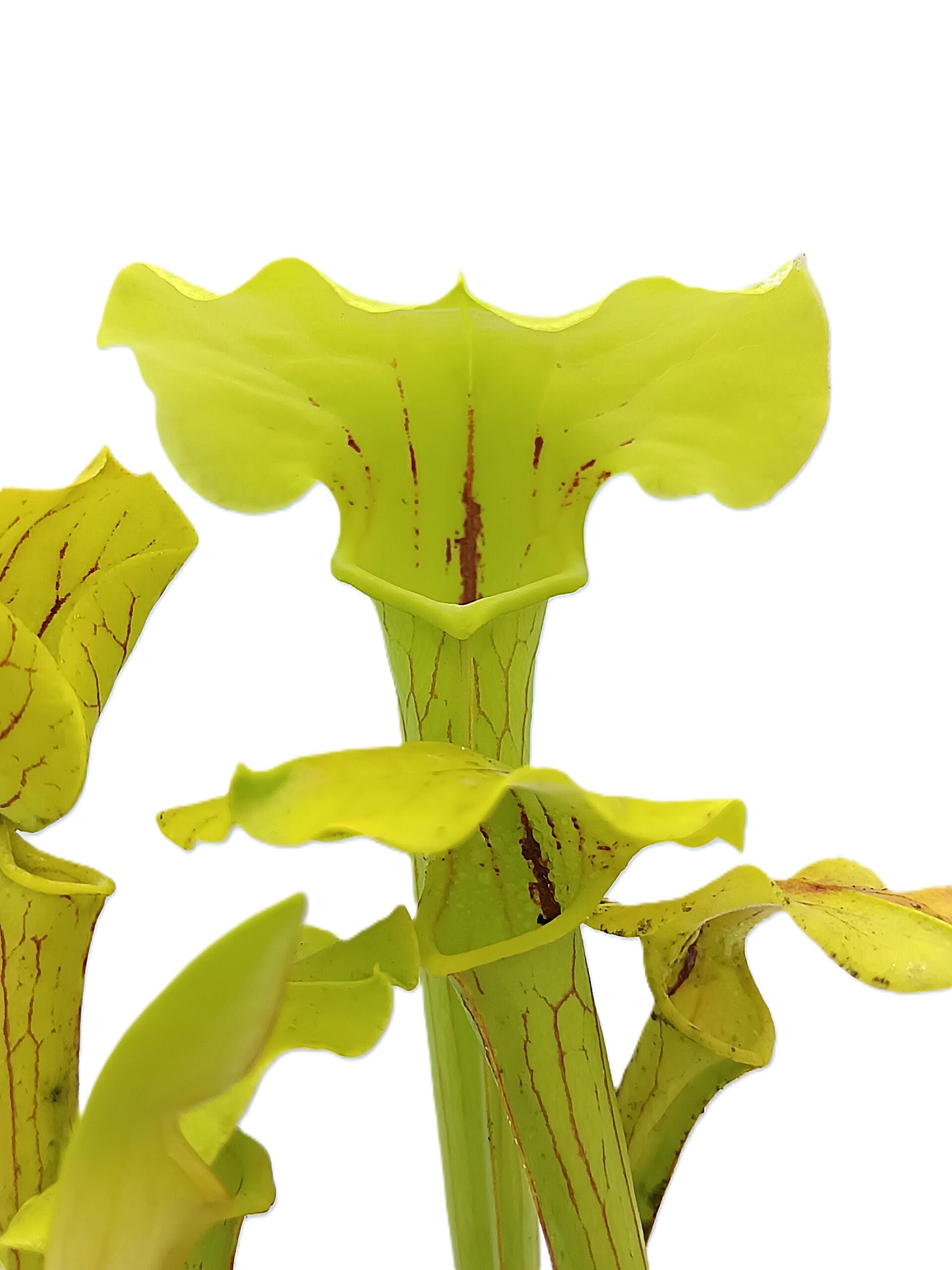 Sarracenia (x glider) x (x ASBO)1