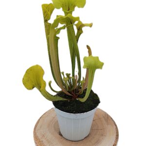 Sarracenia (x glider) x (x ASBO)2