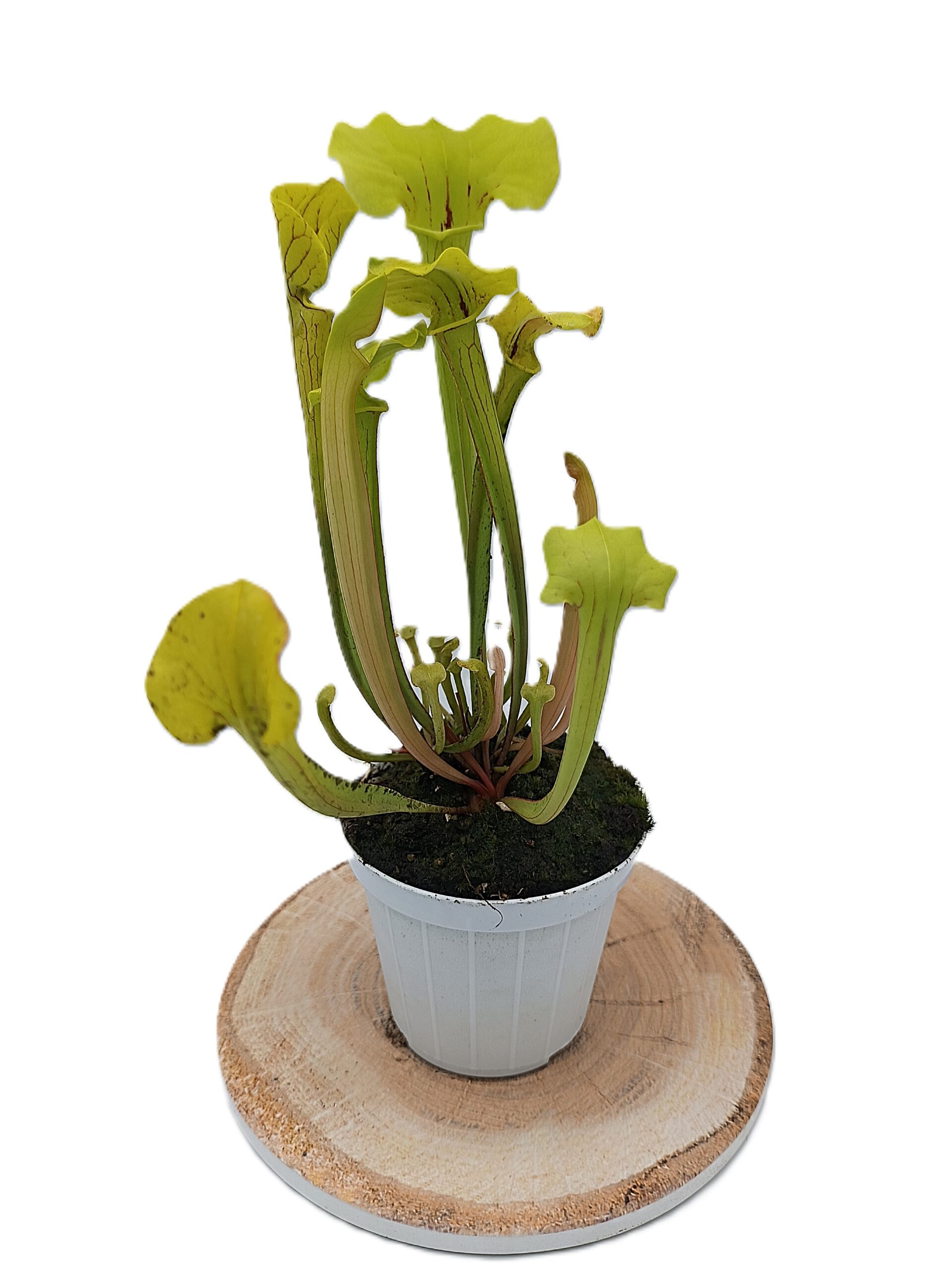 Sarracenia (x glider) x (x ASBO)2