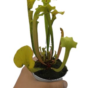 Sarracenia (x glider) x (x ASBO)3