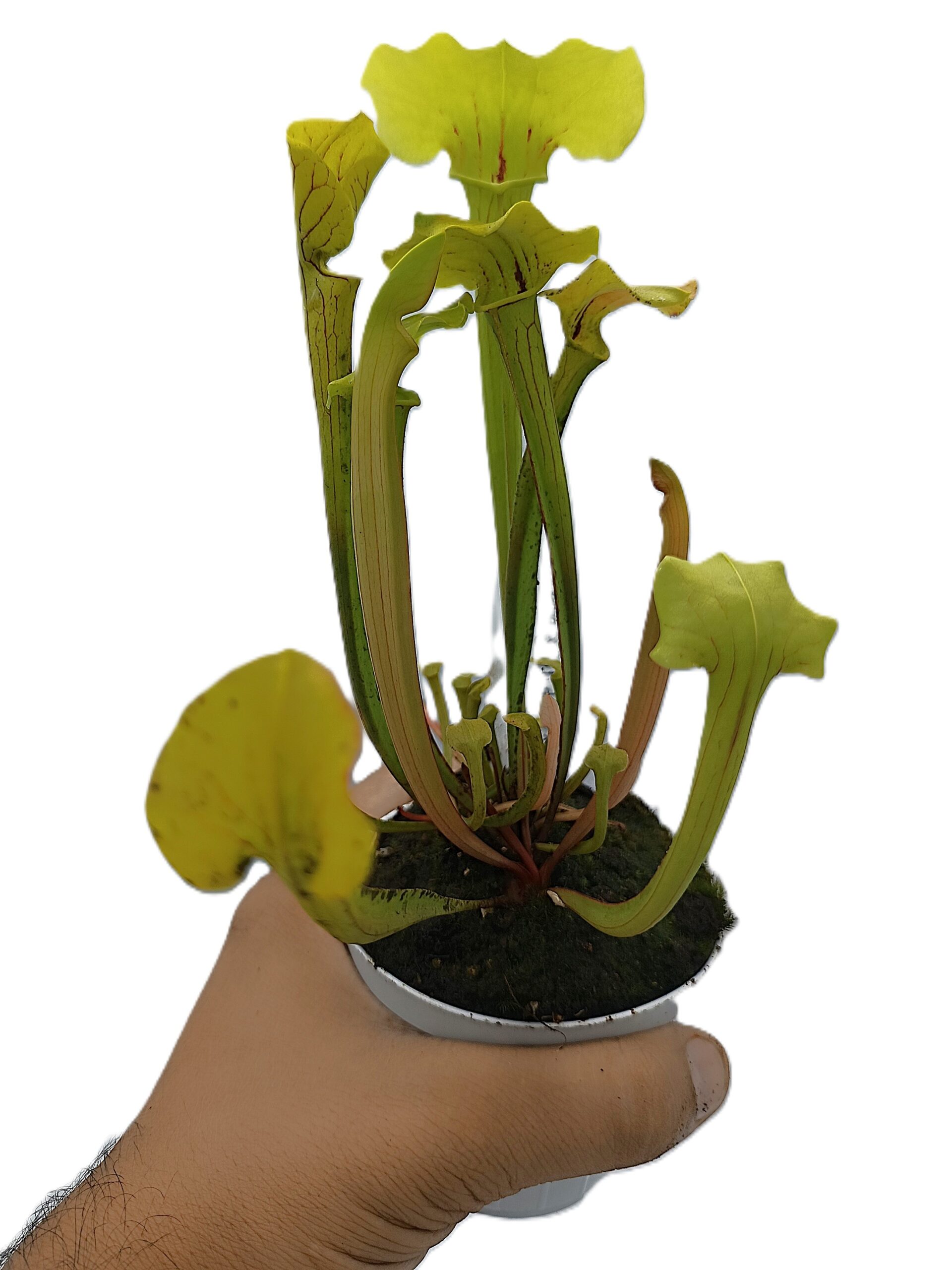 Sarracenia (x glider) x (x ASBO)3