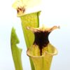 Sarracenia x moorei (‘Legacy’ x “a porais”), da seme, esemplari selezionati