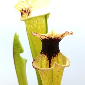 Sarracenia x moorei ('Legacy' x "a porais"), da seme, esemplari selezionati