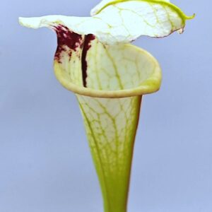 Sarracenia x moorei ('Legacy' x "a porais"), da seme, esemplari selezionati