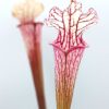 Sarracenia (x moorei “big mouth”) x leucophylla var. alba (L131 MK), da seme, esemplari selezionati