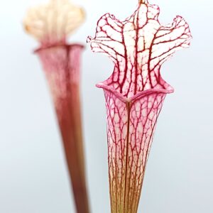 Sarracenia (x moorei "big mouth") x leucophylla var. alba (L131 MK), da seme, esemplari selezionati