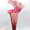Sarracenia (x moorei “big mouth”) x leucophylla var. alba (L131 MK), da seme, esemplari selezionati
