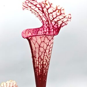 Sarracenia (x moorei "big mouth") x leucophylla var. alba (L131 MK), da seme, esemplari selezionati
