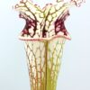 Sarracenia (x moorei “the beast”) x (x “nemesi”, AO), da seme, esemplari selezionati