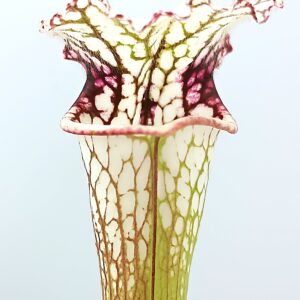 Sarracenia (x moorei "the beast") x (x "nemesi", AO), da seme, esemplari selezionati
