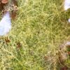 Utricularia gibba